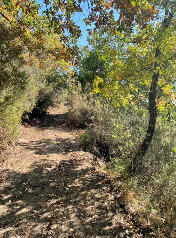 Terreno agricolo Via di Moncioni, frazione Moncioni, Montevarchi - foto 3