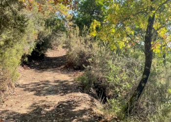 Agricultural land Via di Moncioni, hamlet Moncioni, Montevarchi - photo 3