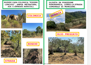 Agricultural land Via di Moncioni, hamlet Moncioni, Montevarchi - photo 7