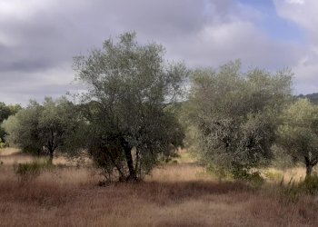 Terreno agricolo SP 57, frazione Monte Giove, Montegabbione - foto 1