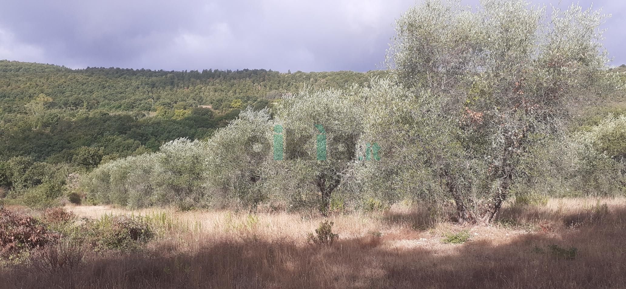 Terreno agricolo SP 57, frazione Monte Giove, Montegabbione - foto 2