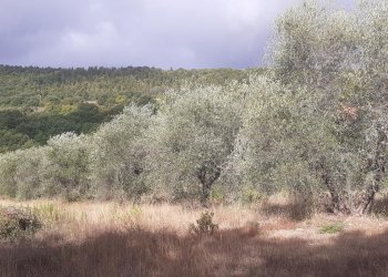 Terreno agricolo SP 57, frazione Monte Giove, Montegabbione - foto 2