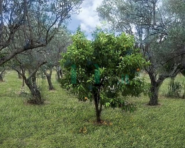 Agricultural land Via Piani di bella, hamlet Davoli Marina, Davoli - photo 2