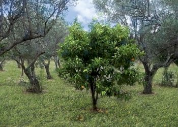 Terreno agricolo Via Piani di bella, frazione Davoli Marina, Davoli - foto 2