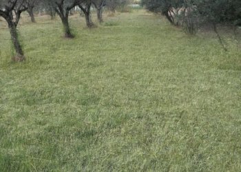 Terreno agricolo Via Piani di bella, frazione Davoli Marina, Davoli - foto 3