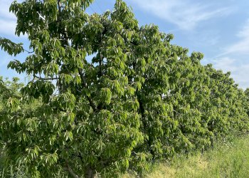 Agricultural land Via confine , Vignola - photo 2
