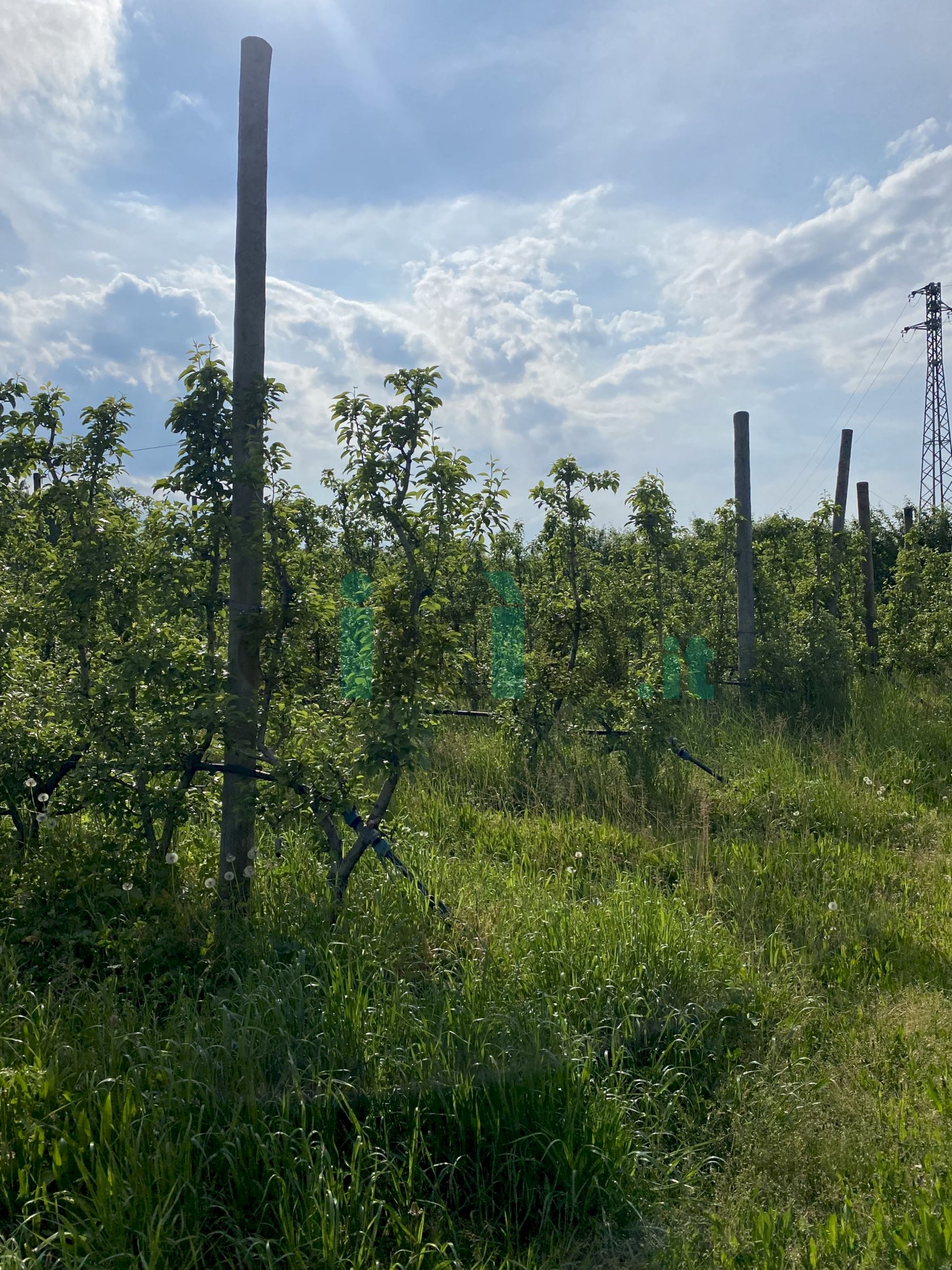 Terreno agricolo Via  confine , Vignola - foto 3