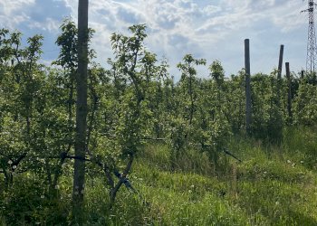 Agricultural land Via confine , Vignola - photo 3