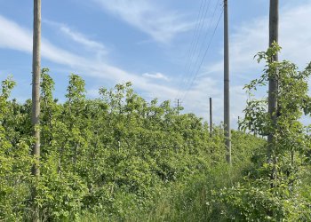 Agricultural land Via confine , Vignola - photo 4