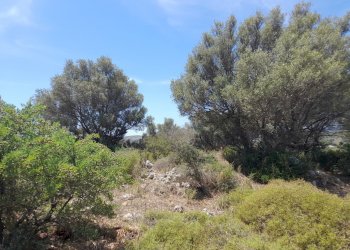 Terreno agricolo SP 73 - Contrada Cugni, Noto - foto 4