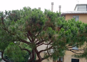 Trilocale mayorana, Genova (zona Quinto) - foto 21