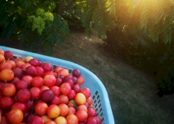 Villa Monteleone di Puglia - foto 22