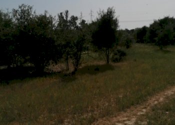 Terreno agricolo Via Giudicessa Eleonora, Elmas - foto 1