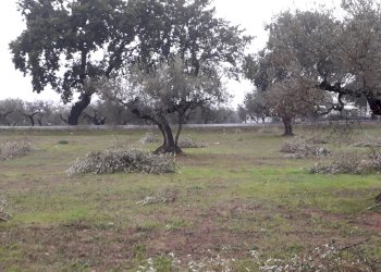 Terreno edificabile Via Faresi, Cepagatti - foto 5
