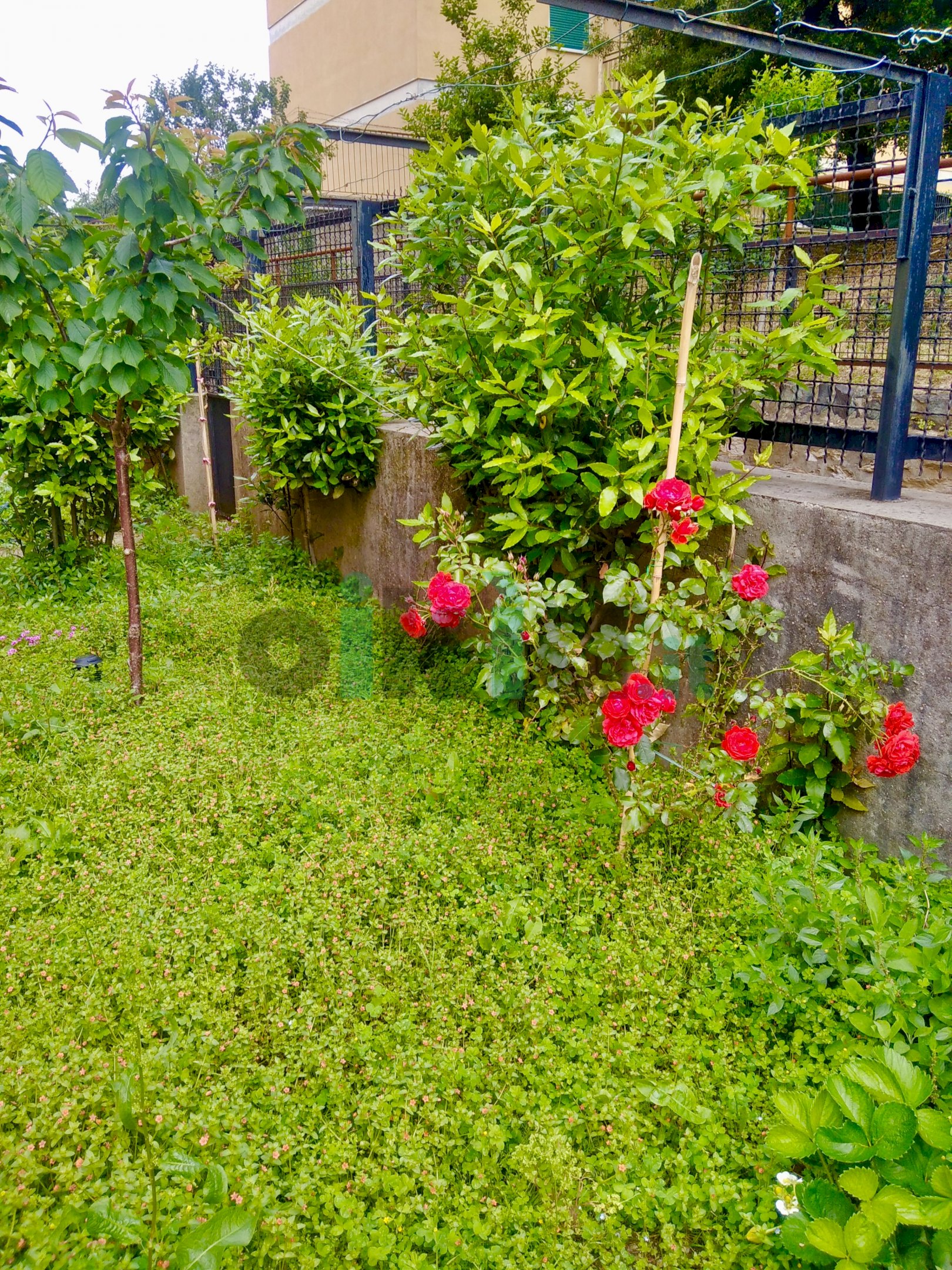 Four-room apartment Genova (neighborhood Belvedere) - photo 1