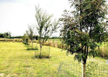 Terreno agricolo Via per Lonate , Busto Arsizio - foto 3