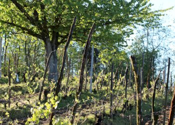 Casa indipendente VIA UMBERTO I, Montafia - foto 7